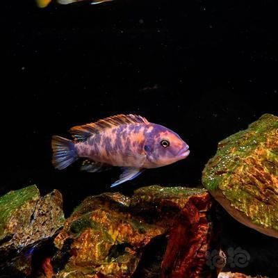 三湖慈鯛和龍魚能混養嗎（三湖慈鯛和龍魚是否能混養？） 三湖慈鯛和龍魚能混養嗎（三湖慈鯛和龍魚是否能混養？） 龍魚百科 第3張