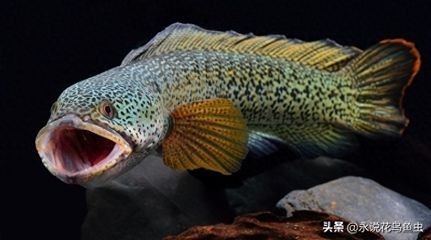 龍魚大戰黑魚，龍魚與黑魚混養的最佳水質
