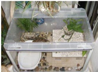 龍魚缸養什么龜：在龍魚缸中養龜，豬鼻龜是最適合與龍魚一起養的龜嗎