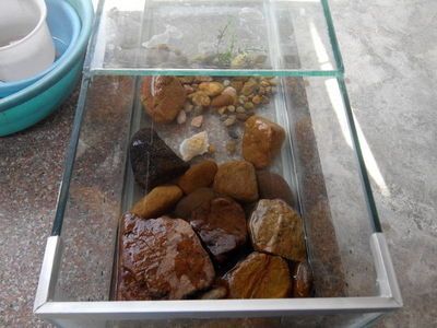 龍魚缸養什么龜：在龍魚缸中養龜，豬鼻龜是最適合與龍魚一起養的龜嗎
