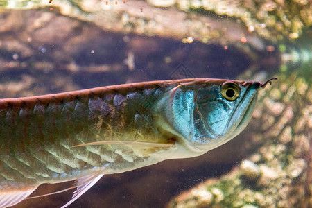 龍魚論壇吧：龍魚論壇是一個專門為龍魚愛好者提供交流平臺
