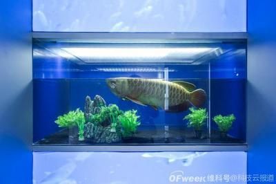 機器金龍魚水中漫游：仿生機器金龍魚