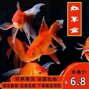 紅龍魚好養(yǎng)活嗎（紅龍魚好養(yǎng)嗎怎么養(yǎng)紅龍魚的飼養(yǎng)方法全攻略）