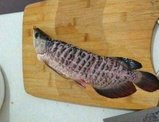 寧波龍魚怎么燒最好吃的 寧波龍魚怎么燒最好吃的 龍魚百科 第1張