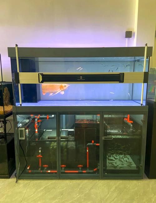 如何預防龍魚受到驚嚇？ 如何預防龍魚受到驚嚇？ 龍魚百科 第3張