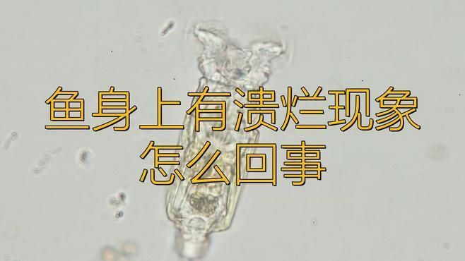 如何預(yù)防和治療魚體表潰爛？