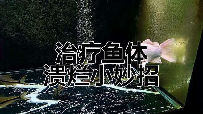 如何預(yù)防和治療魚體表潰爛？