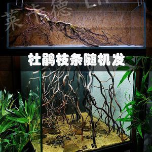 龍魚缸沉木造景技巧龍魚缸沉木造景技巧龍魚缸造景技巧：龍魚缸沉木最佳造景方法