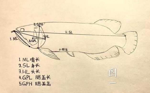 最大的紅龍魚品種圖片大全
