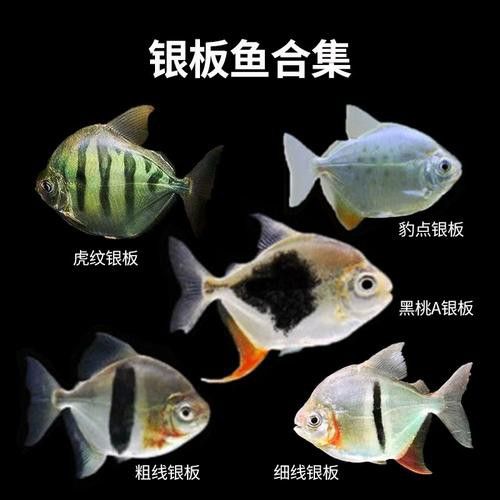 粗線魚能和龍魚混養嗎圖片