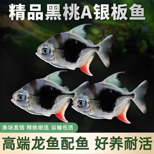 粗線魚能和龍魚混養嗎圖片