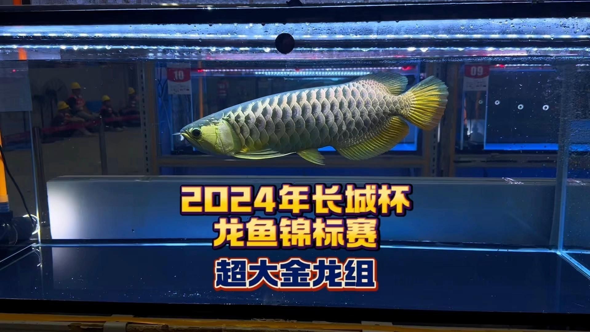 賽級龍魚一般什么檔次