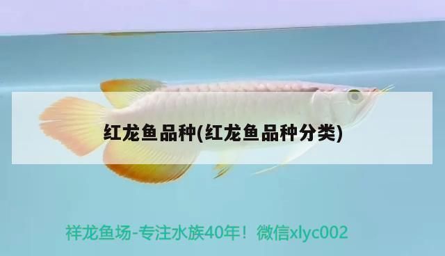 紅龍魚的品種分類（紅龍魚的主要品種分類）