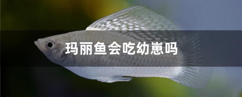 <strong><mark>任丘</mark></strong>森森魚缸專賣店電話地址 <strong><mark>任丘</mark></strong>森林公園在哪里