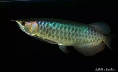李亞四古典過背金龍魚價格：李亞四古典過背金龍魚具體價格信息具體價格信息 李亞四古典過背金龍魚價格：李亞四古典過背金龍魚具體價格信息具體價格信息 龍魚百科 第3張