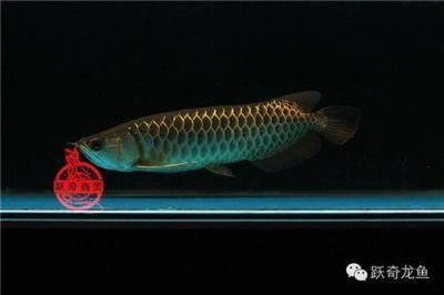 李亞四古典過背金龍魚價格：李亞四古典過背金龍魚具體價格信息具體價格信息 李亞四古典過背金龍魚價格：李亞四古典過背金龍魚具體價格信息具體價格信息 龍魚百科 第1張