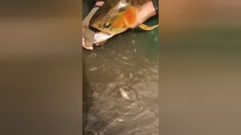 龍魚喂蝦需要去頭嗎：喂食龍魚蝦時的注意事項：喂食龍魚蝦時的一些注意事項 龍魚喂蝦需要去頭嗎：喂食龍魚蝦時的注意事項：喂食龍魚蝦時的一些注意事項 龍魚百科 第2張