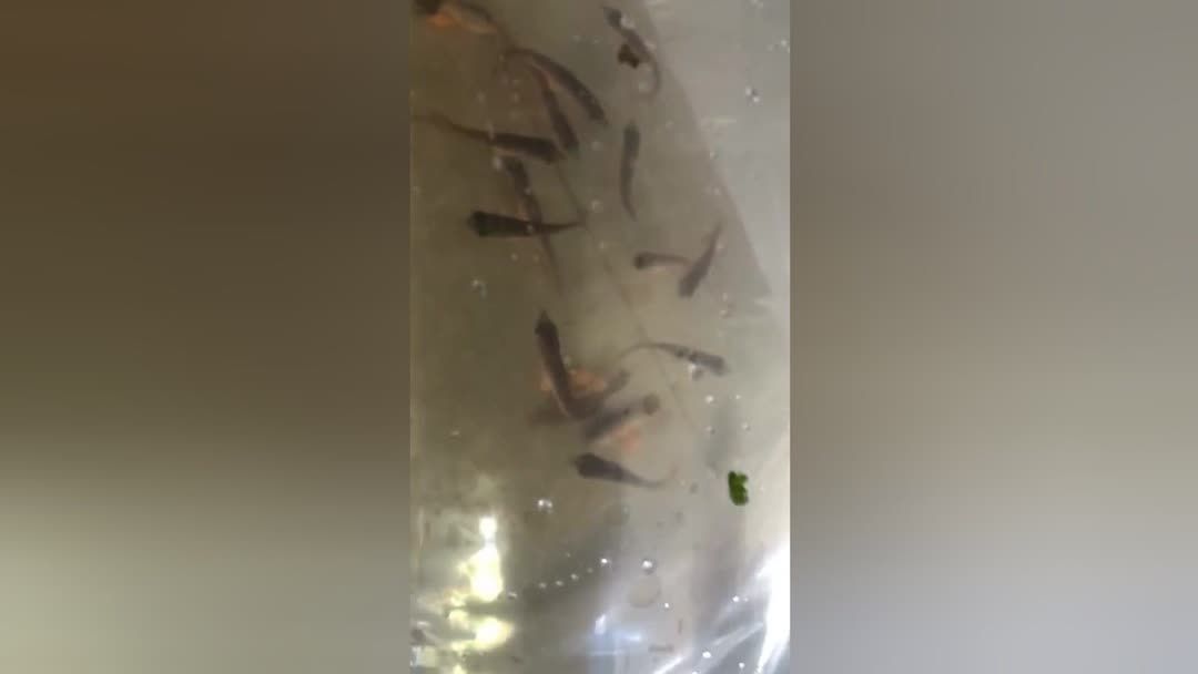 龍魚喂蝦需要去頭嗎：喂食龍魚蝦時的注意事項：喂食龍魚蝦時的一些注意事項 龍魚喂蝦需要去頭嗎：喂食龍魚蝦時的注意事項：喂食龍魚蝦時的一些注意事項 龍魚百科 第3張