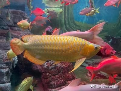 紅龍魚和金龍魚的特征（紅龍魚和金龍魚有什么區別？）