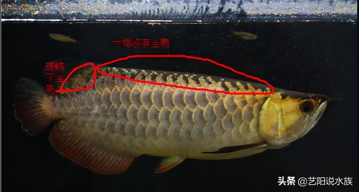 金龍魚比賽評判標準是什么樣的？：金龍魚比賽的評判標準是什么？