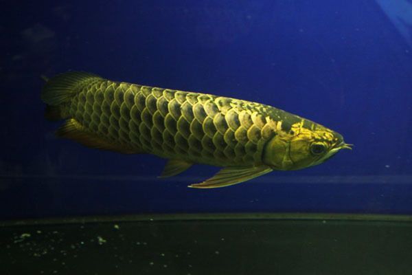 網上金龍魚和實體店價格相差多少（金龍魚在網上和實體店價格存在顯著差異）