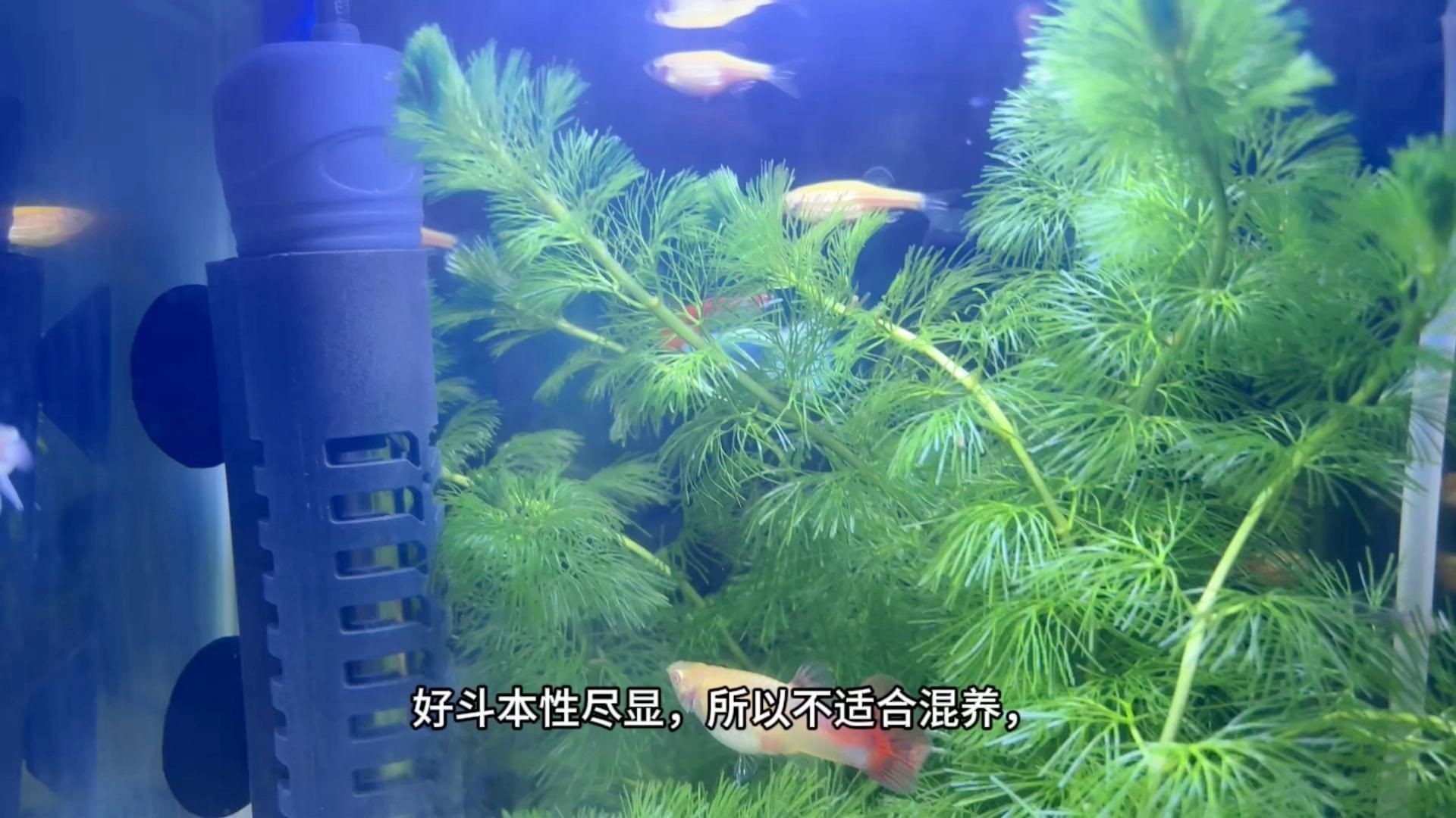 顏值最高的魚