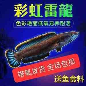 彩虹雷龍和七彩雷龍：如何區(qū)分彩虹雷龍和七彩雷龍