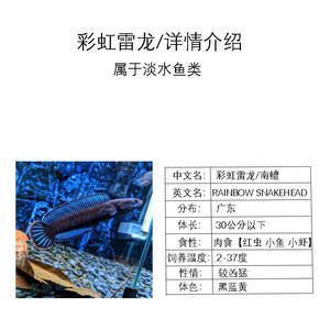 彩虹雷龍和七彩雷龍：如何區(qū)分彩虹雷龍和七彩雷龍