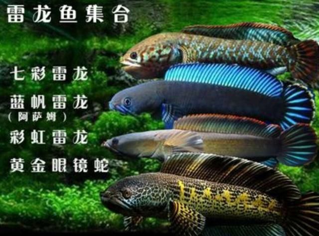 彩虹雷龍和七彩雷龍：如何區(qū)分彩虹雷龍和七彩雷龍