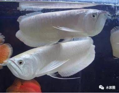 銀龍魚白點（銀龍魚身上出現白點怎么辦）