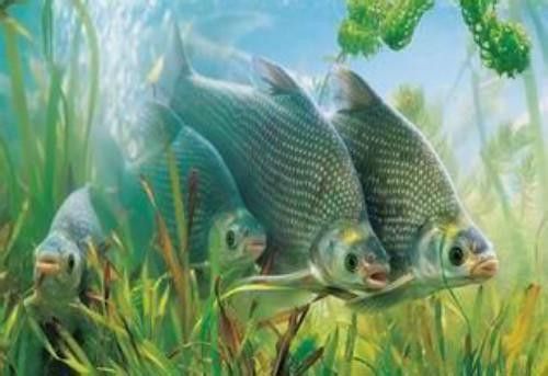 金龍魚和黑魚誰厲害些