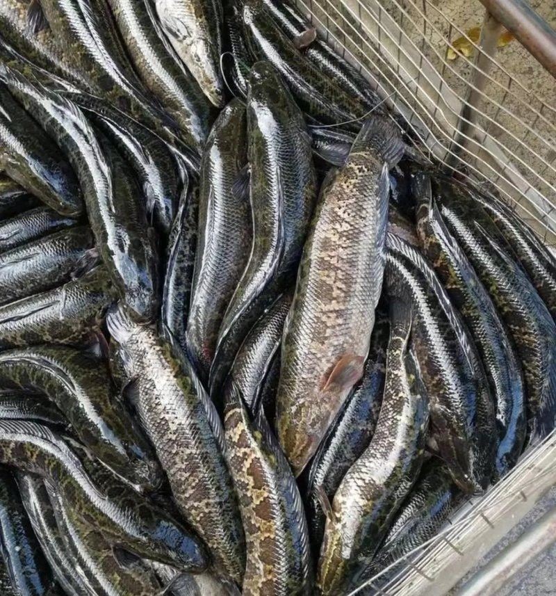 金龍魚和黑魚誰厲害些