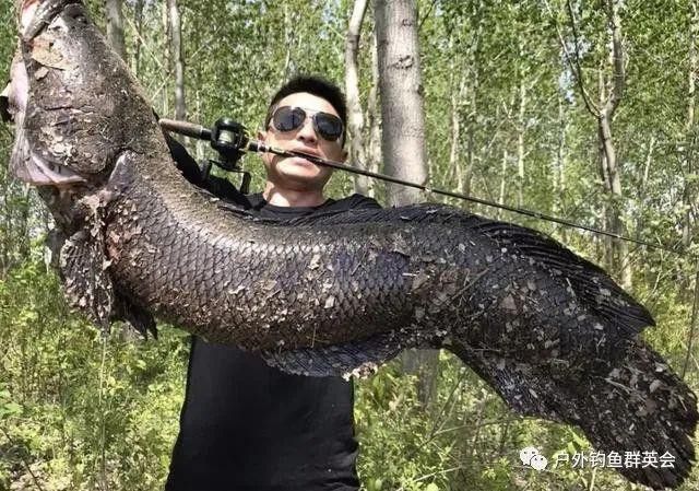 金龍魚和黑魚誰厲害些