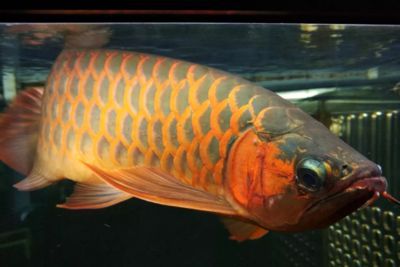 龍魚撞缸蓋：如何處理龍魚撞缸的行為