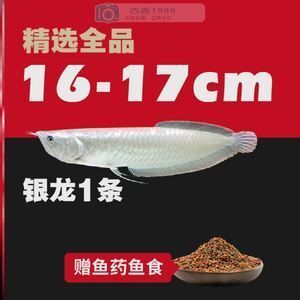 龍魚撞缸蓋：如何處理龍魚撞缸的行為