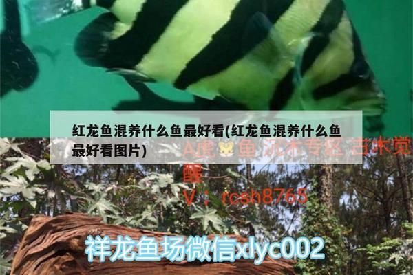 紅龍魚適合和什么魚一起養（紅龍魚適合與紅龍魚混養的魚類一起養是一種不錯的選擇）