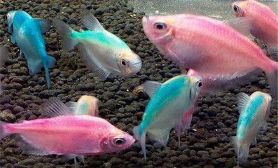 紅魔王銀版魚品種鑒別：紅魔王銀版魚與銀龍魚區別 紅魔王銀版魚品種鑒別：紅魔王銀版魚與銀龍魚區別 龍魚百科 第4張