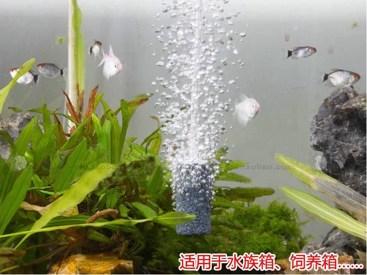 紅龍魚原神:原神魚缸能養什么