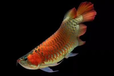 龍魚對光線要求：關于龍魚對光線的要求 龍魚對光線要求：關于龍魚對光線的要求 龍魚百科 第1張