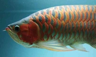 山東紅龍魚（山東紅龍魚市場價格波動原因） 山東紅龍魚（山東紅龍魚市場價格波動原因） 龍魚百科 第4張