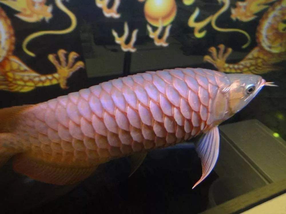 龍魚背部發黑：龍魚背部發黑怎么辦 龍魚背部發黑：龍魚背部發黑怎么辦 龍魚百科 第2張