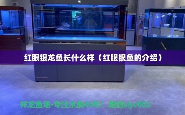 <strong><mark>吉林</mark></strong>金龍魚收購電話【“涸轍之鮒”金龍魚如何自救？】
