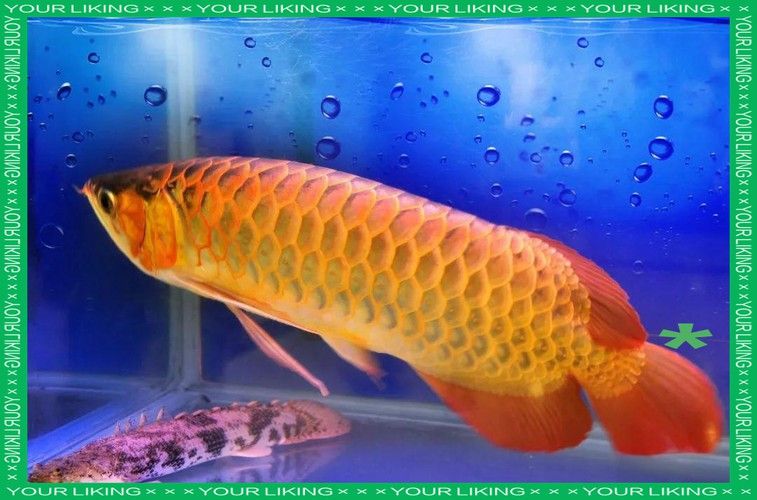 什么叫做過背金龍魚呢圖片