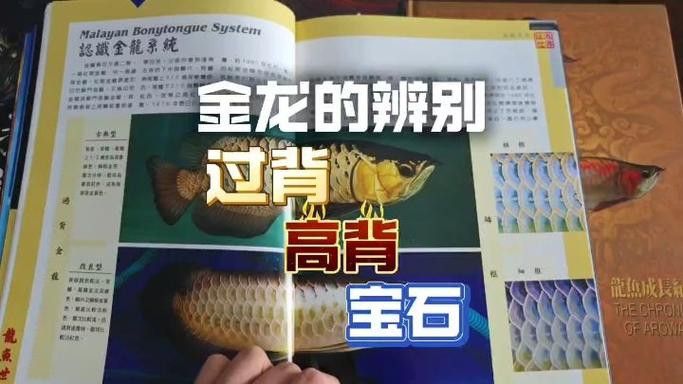 什么叫做過背金龍魚呢圖片