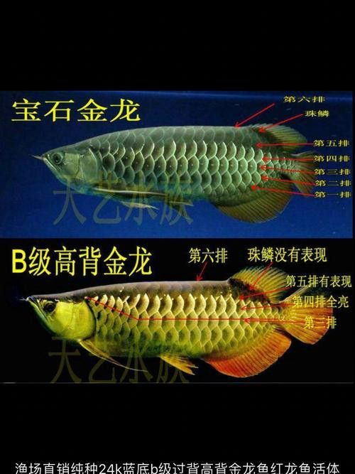 什么叫做過背金龍魚呢圖片