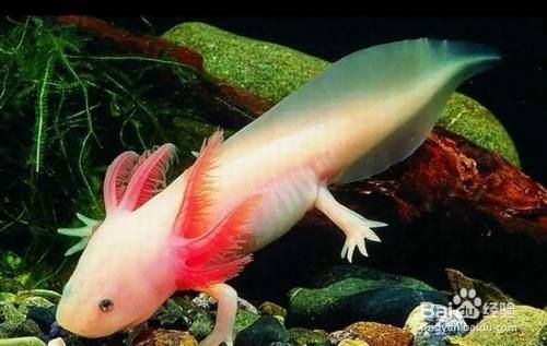六角恐龍魚怎么配對繁殖：六角恐龍魚的繁殖方法 六角恐龍魚怎么配對繁殖：六角恐龍魚的繁殖方法 龍魚百科 第1張