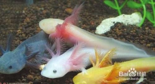 六角恐龍魚怎么配對繁殖：六角恐龍魚的繁殖方法 六角恐龍魚怎么配對繁殖：六角恐龍魚的繁殖方法 龍魚百科 第3張