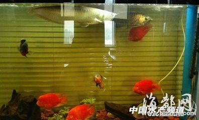 紅龍魚背上有黑點是什么：紅龍魚背上的黑點可能由多種因素引起