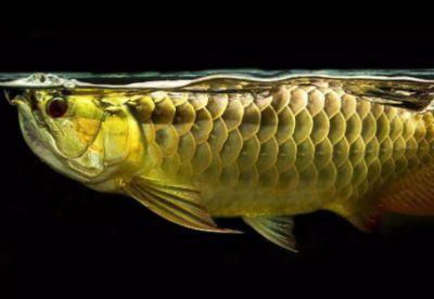 金龍魚幼魚喂什么食物好，金龍魚幼魚的喂養食物選擇和注意事項金龍魚幼魚食物保存方法