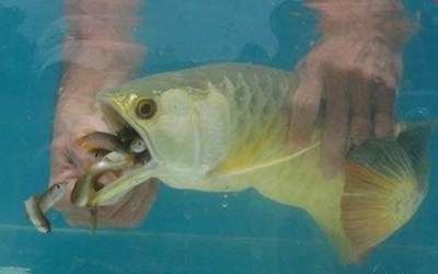 金龍魚幼魚喂什么食物好，金龍魚幼魚的喂養(yǎng)食物選擇和注意事項金龍魚幼魚食物保存方法